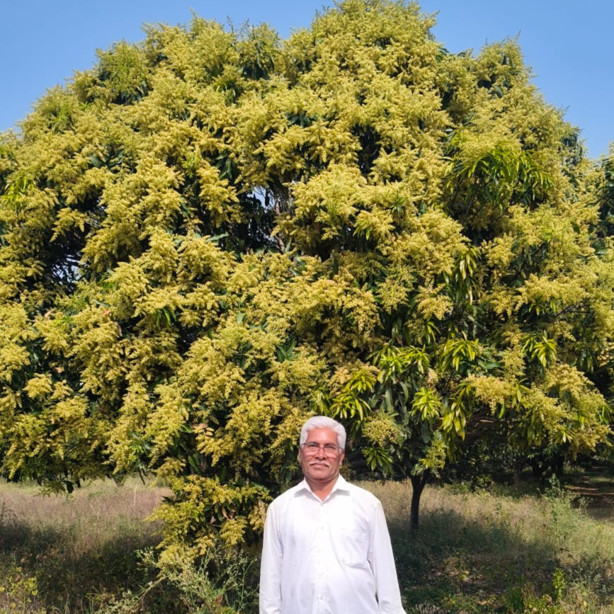 gallery 69fb8a2c1ceaf2.21781417 – The Mango Farm, Jangaon Telangana